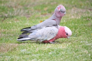 Паразиты и инфекционные заболевания у попугаев