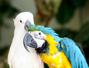 Выбор пары для попугая