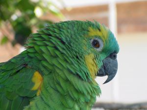оперение и здоровье попугая