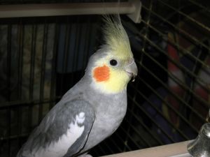 Уроки словесности для попугая
