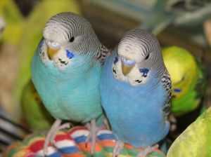Волнистые попугаи и их образ жизни