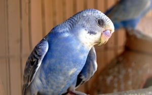 young-budgerigar-3-1421259-m
