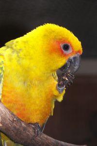 the-yellow-bird-886140-m