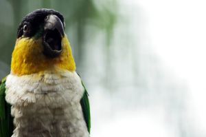 exotic-parrot-singing-1015015-m