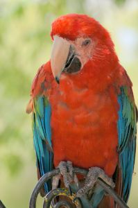 parrot-690171-m