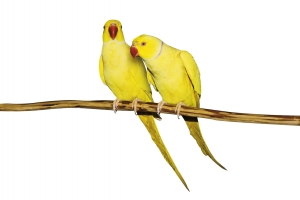 two-parrots-1388760-m
