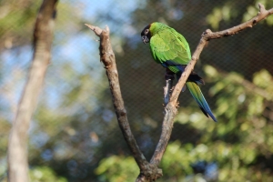amazonian-birds-1429474-2-m