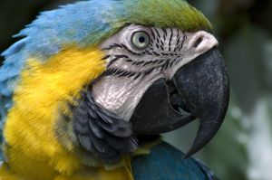 blue-macaw-958260-m