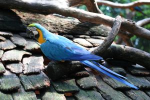 tricolor-parrot-4-1139676-m