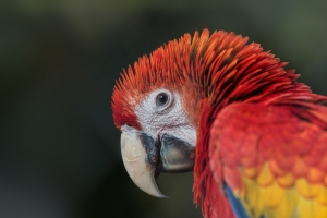 parrot-head-close-up-1433603-m